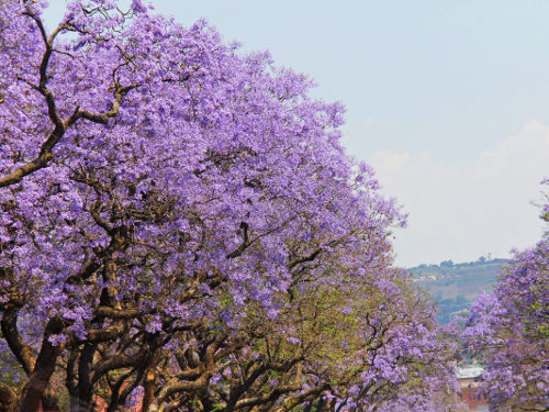 Jacaranda trees in Pretoria